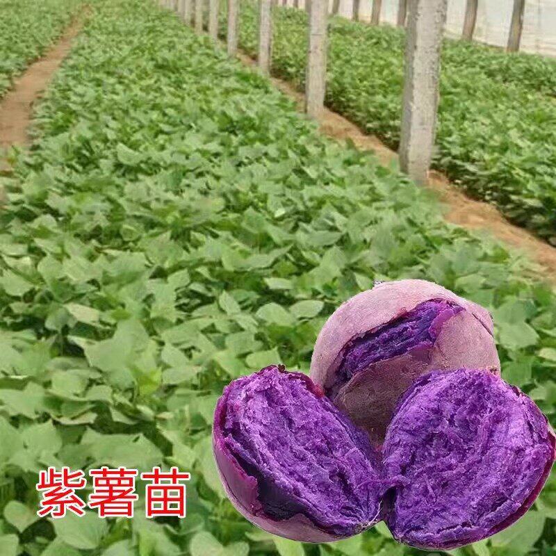 紫薯苗秧红薯苗种糖心蜜薯秧苗地瓜种苗正宗高产冰淇淋番薯藤苗