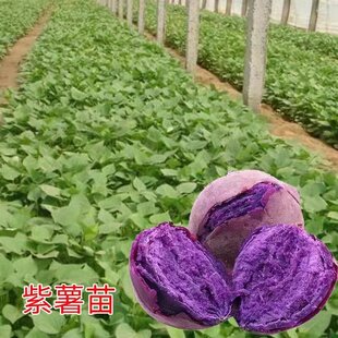 紫薯苗秧红薯苗种糖心蜜薯秧苗地瓜种苗正宗高产冰淇淋番薯藤苗
