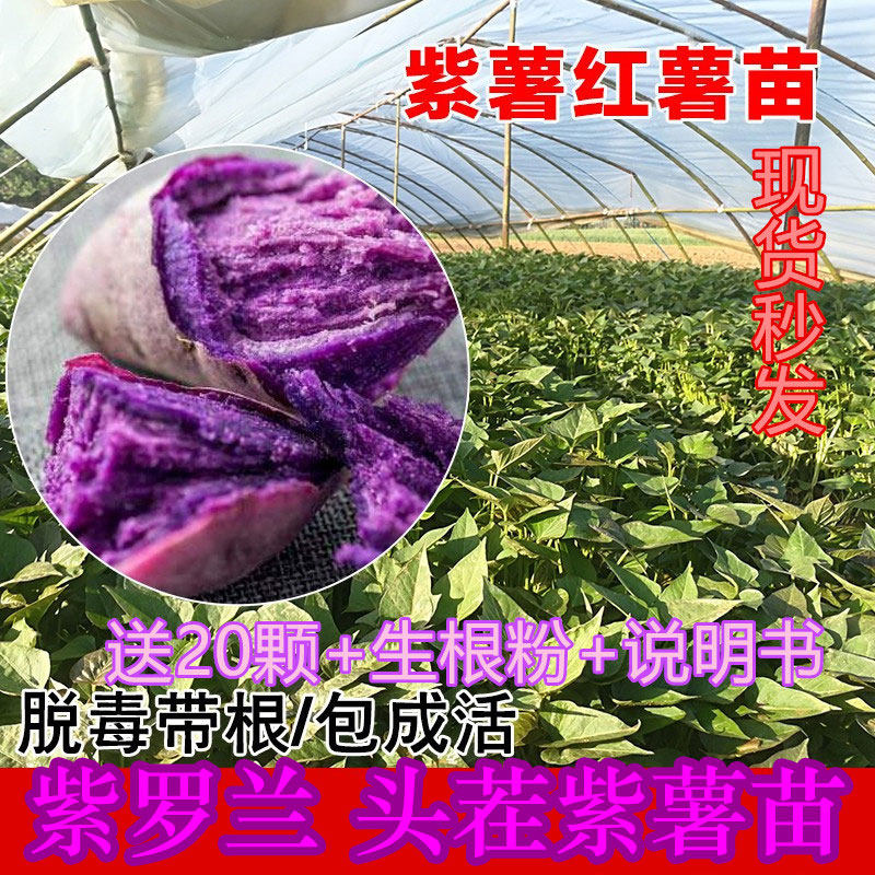 每亩超高产6000斤以上的红薯种苗