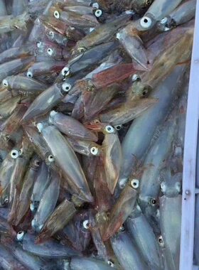 福建海鲜笔管鱿鱼小鱿鱼烧烤食材火锅食材