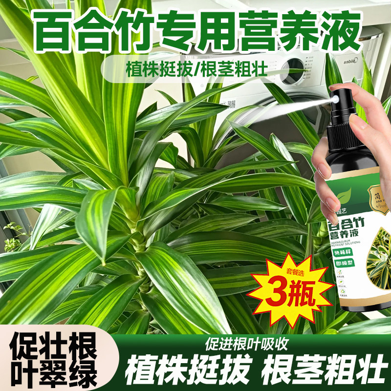 百合竹免稀释专用营养液增色抗病毒防枯萎掉叶杆细焦尖喷施生长期图片