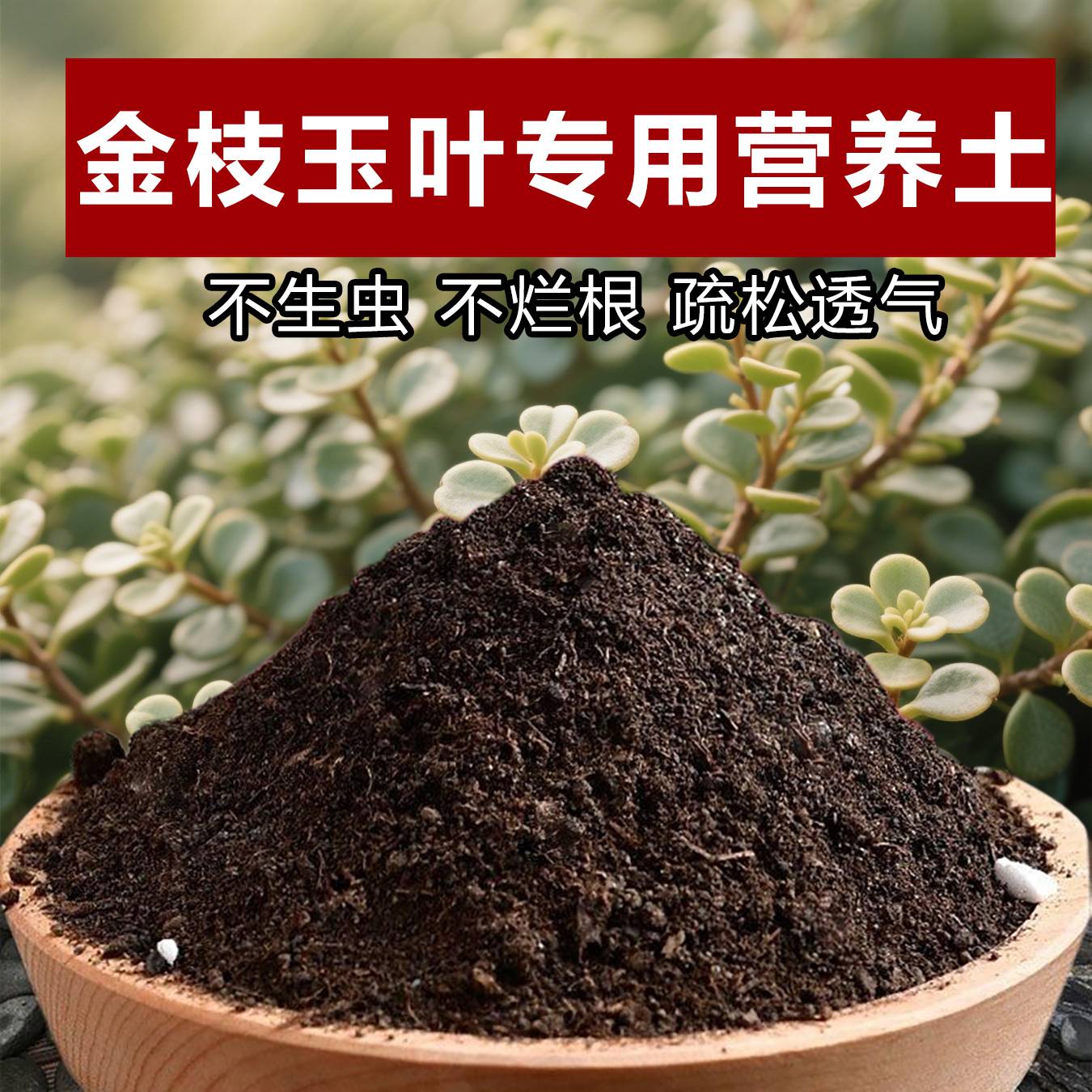 金枝玉叶专用土料土多肉植物营养土发皱变软干瘪掉落发黄种植家用图片