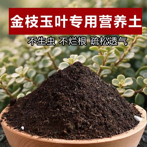 金枝玉叶专用土料土多肉植物营养土发皱变软干瘪掉落发黄种植家用