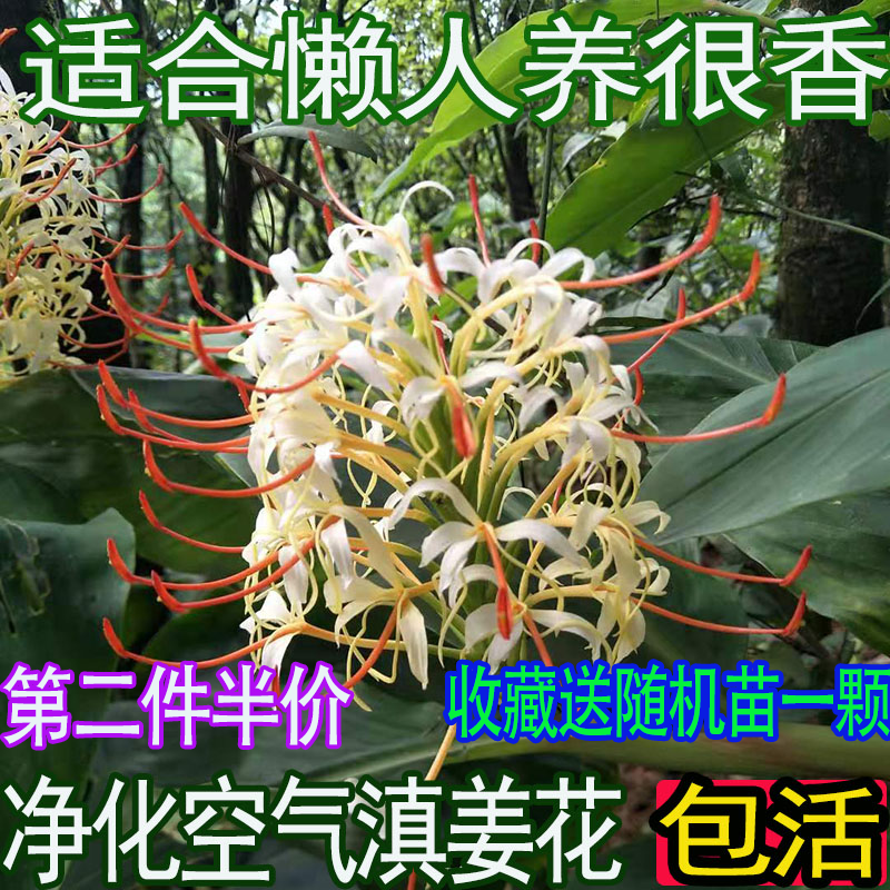 野姜花苗姜花鲜花滇姜花姜花苗种姜花种子盆栽浓香型宿根花卉包邮
