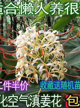 种子盆栽盆栽浓香型宿根花卉包邮