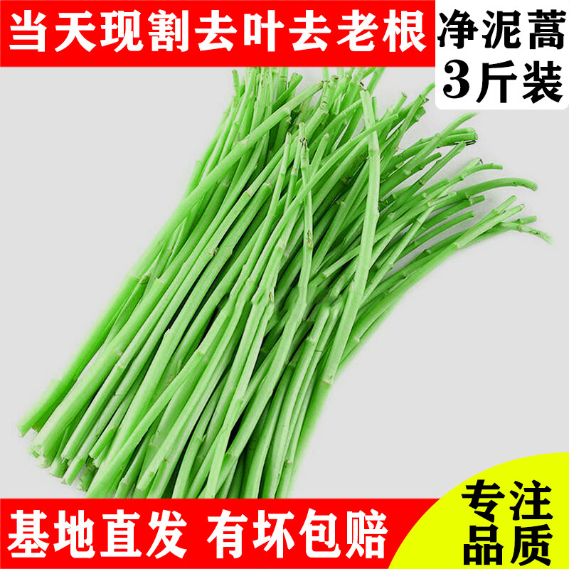 刘姓塘泥蒿3斤包邮去叶芦蒿蒌蒿篱蒿新鲜藜蒿湖北特产农家菜黎耗