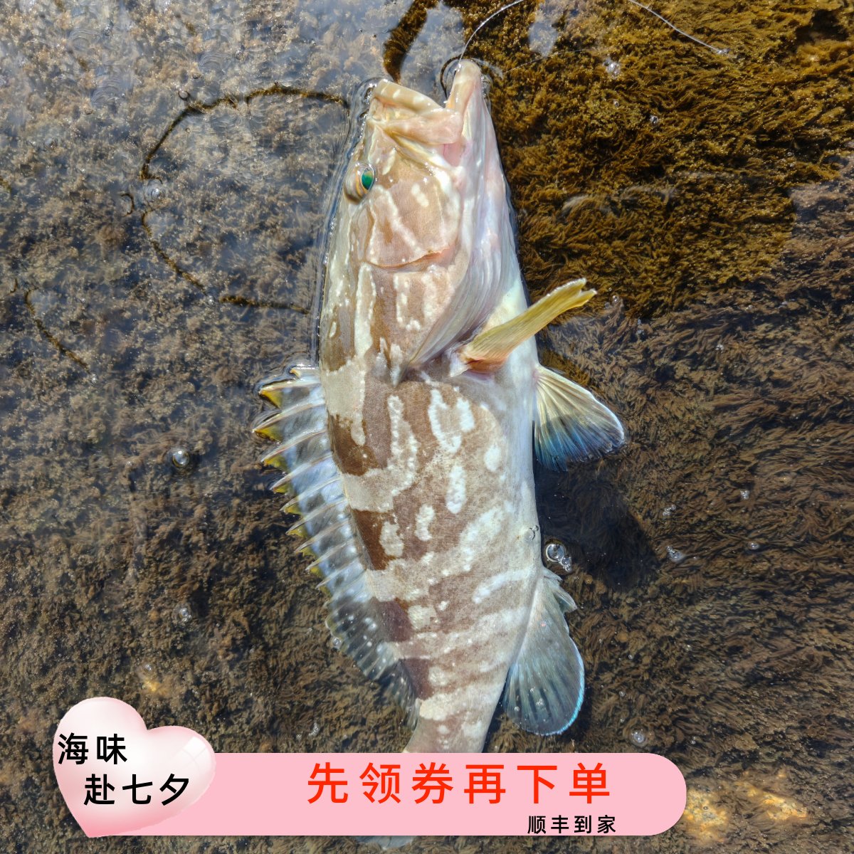 东山岛海钓新鲜活冻油斑九绘鲈眉正斑石斑鱼海鲜水产顺丰