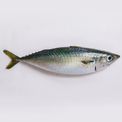 青花鱼鲭鱼东山岛生态养殖刺身