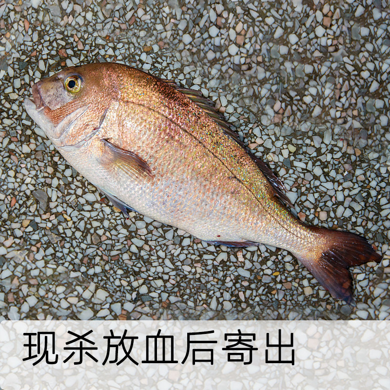 东山岛深海真鲷鱼刺身鱼王现杀放血寄出红加吉加腊红立鱼春子鲷鱼