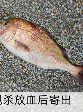 养殖真鲷鱼东山岛海鲜水产