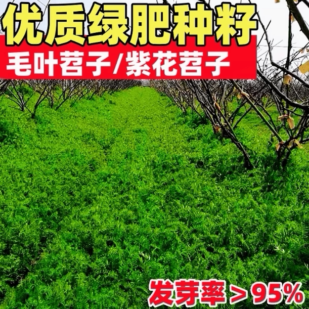 果园绿肥种子毛苕种子长柔毛野豌豆箭舌豌豆种子光叶紫花苕子种籽