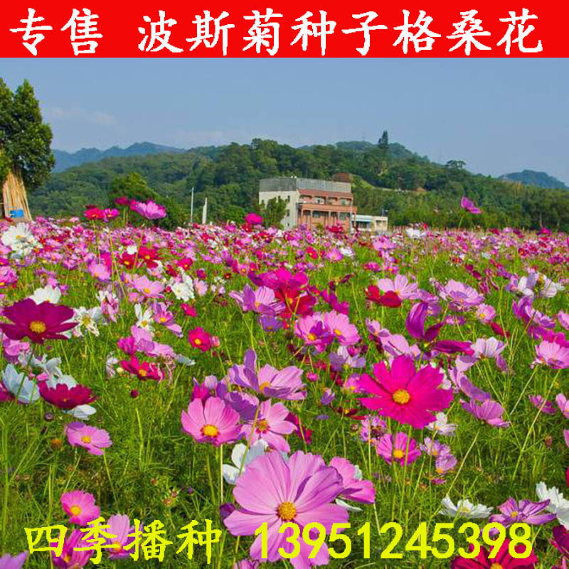 波斯菊格桑花种籽子混色庭院室外绿化阳台花卉植物春季小菊花种子