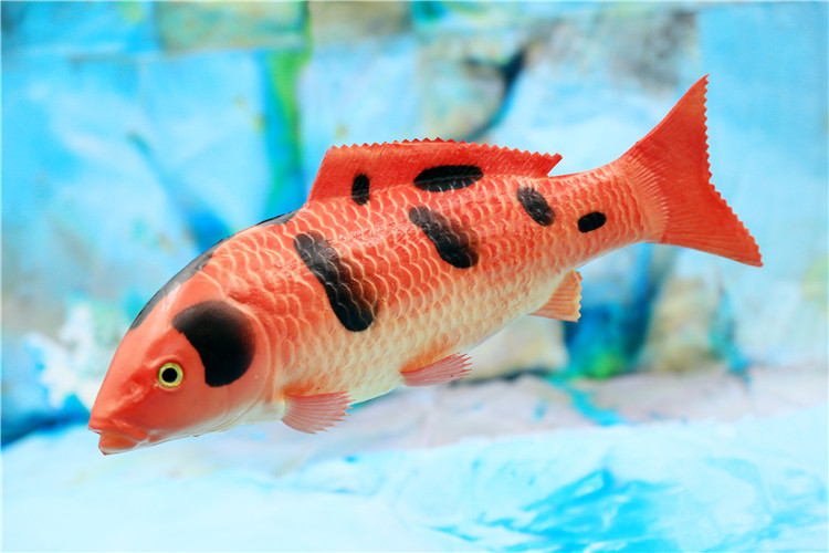 锦锂模型仿真鲤鱼锦鲤鱼 假鱼仿真红鱼 海洋鱼 道具鱼模型 红色