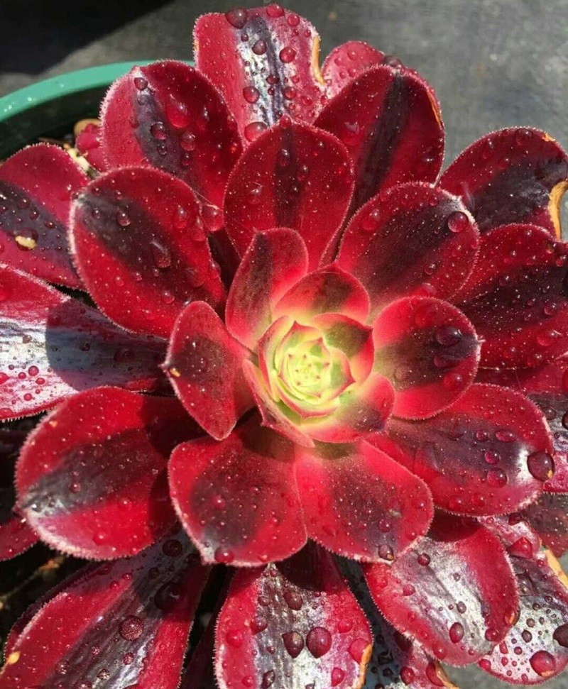 美杜莎粉女巫法师多肉法师小苗水墨画超墨美娅法师红颜法师锦多肉