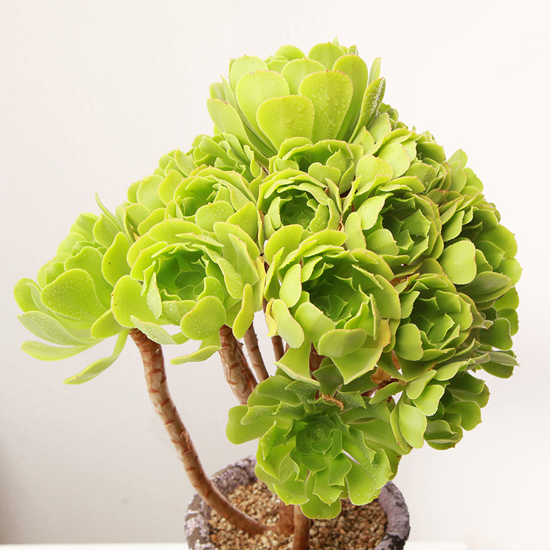 法师多肉 绿羊绒老桩园艺花卉盆栽直播一物一拍带根 巨型植物缀化