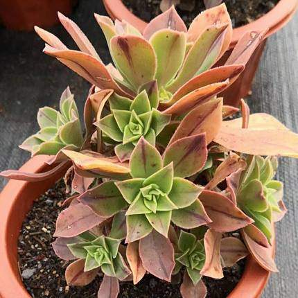 法师三仙红叶法师多肉植物老桩花卉一拍一物巨型植物缀化盆栽办公