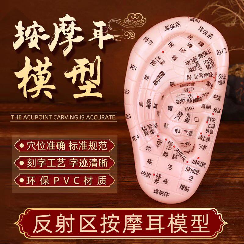 按摩耳模型耳穴模型按摩针灸耳膜耳穴位反射区教学用17cm清晰刻字