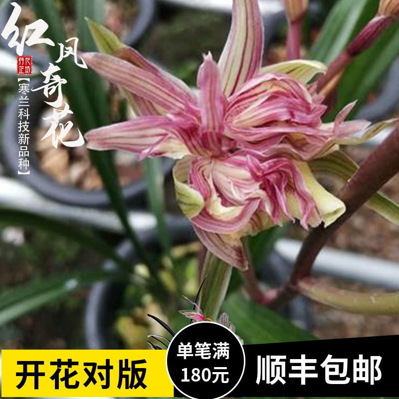 冬凤兰 花卉百科图片 培育种植 饲养繁殖 Sbike