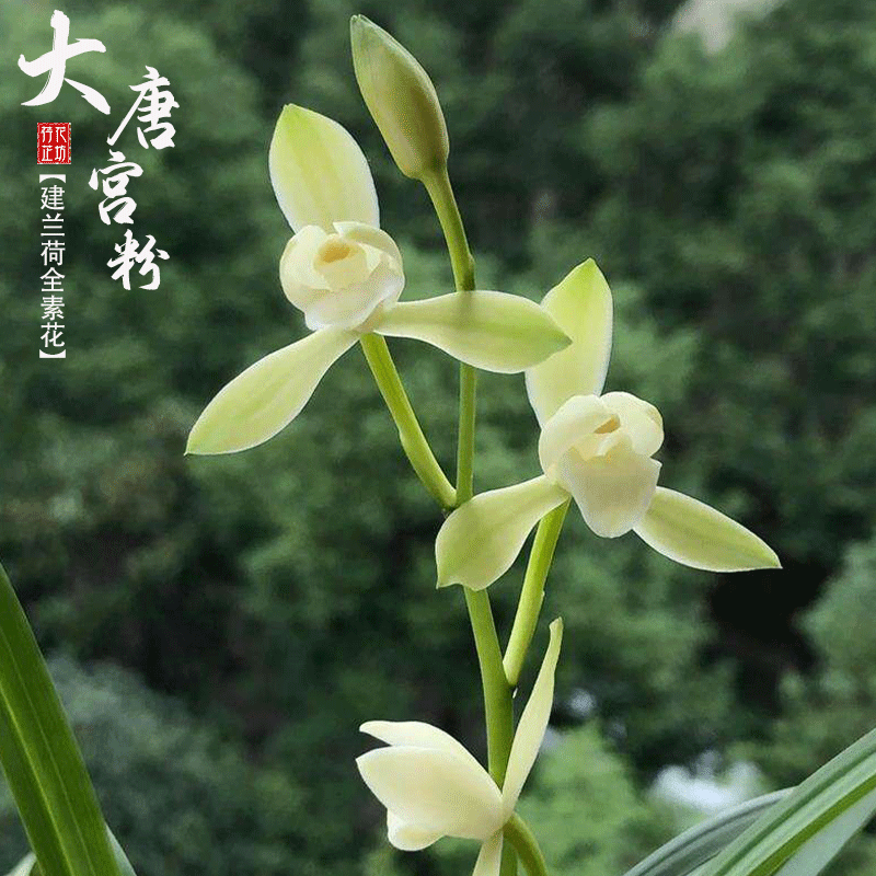 建兰大唐宫粉夏秋带花苞梅荷全素
