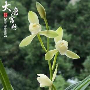 建兰梅荷全素大唐宫粉夏秋季带花苞四季兰花苗室内喜阴花卉绿植香