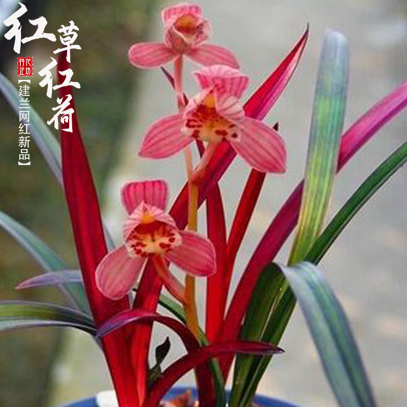 浓香建兰花红草红荷带花苞新品种