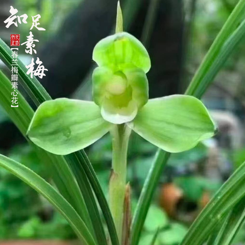 春兰知足素梅秋冬带花苞原生老种梅瓣素心经典浓香兰花苗阳台耐寒