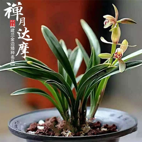 矮种建兰禅月达摩夏秋带花老种香