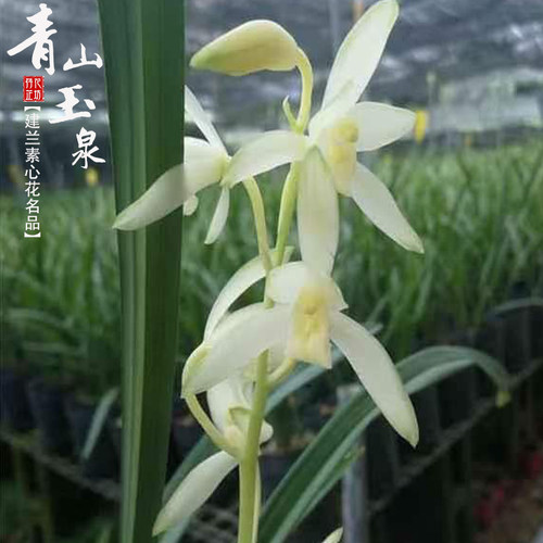 素心名品青山玉泉建兰夏秋带花苞