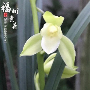 建兰福州素荷夏秋带花苞老种兰花苗草室内阳台喜阴花卉绿植物浓香