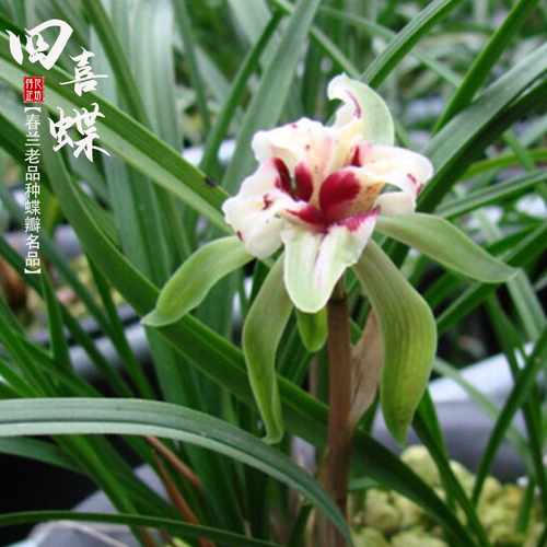 春兰四喜蝶秋冬带花苞浓香兰花苗