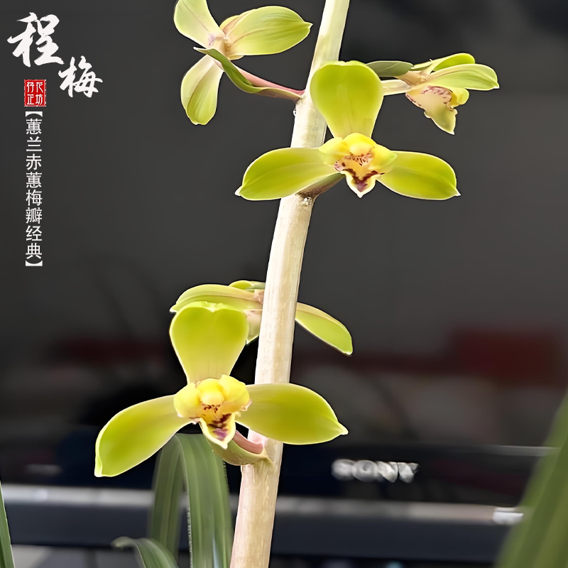蕙兰老八种程梅秋冬带花苞原生老种赤蕙梅瓣经典浓香兰花阳台耐寒