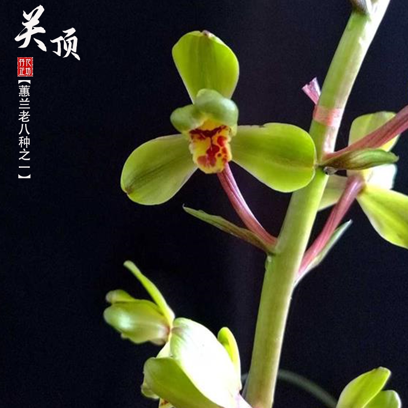 蕙兰老八种关顶带花苞老种浓香