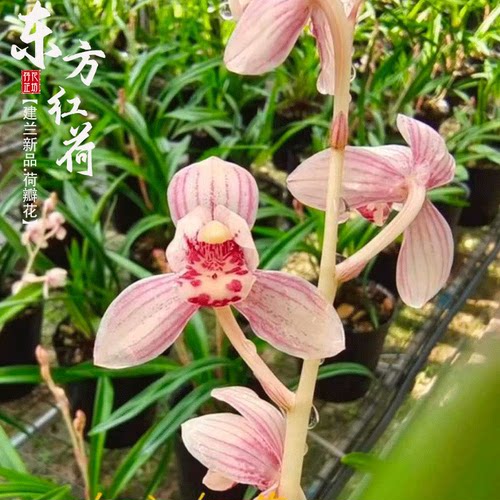 浓香建兰花东方红荷夏秋带花喜阴
