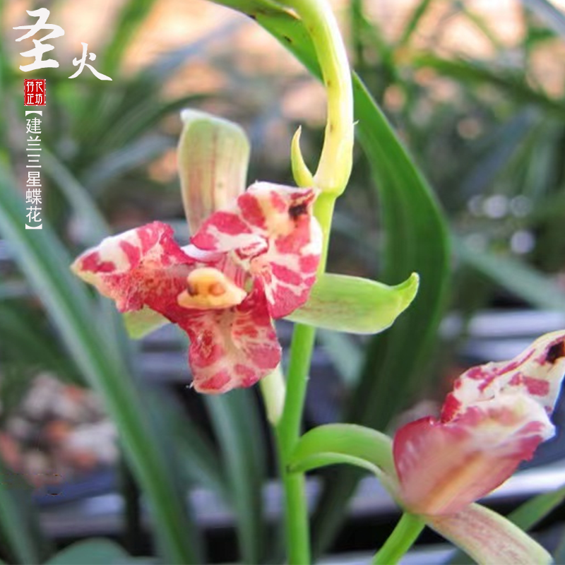 建兰圣火夏秋带花苞喜阴花卉浓香