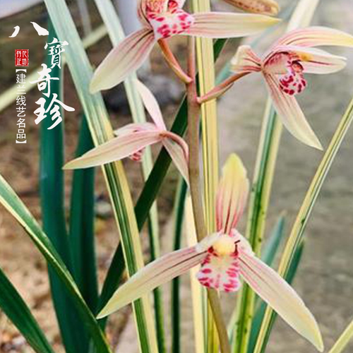 原生建兰八宝奇珍花艺双全喜阴