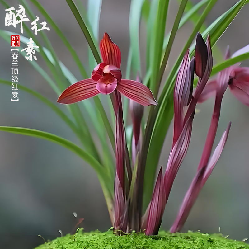 春兰醉红素秋冬带花苞原生老种精品红素浓香名贵国兰花苗阳台耐寒,鲜花速递/花卉仿真/绿植园艺,国兰/杂交兰/洋兰类,淘宝优惠券,粉丝福利购,淘宝优惠卷
