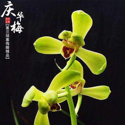 蕙兰新八种庆华梅带花苞浓香名贵