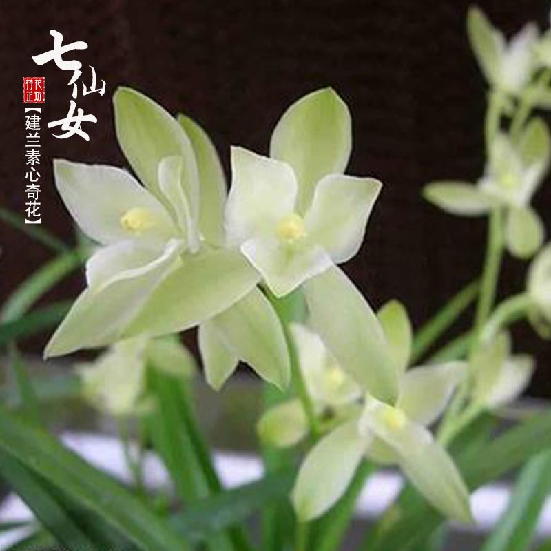 原生建兰七仙女夏秋带花浓香喜阴