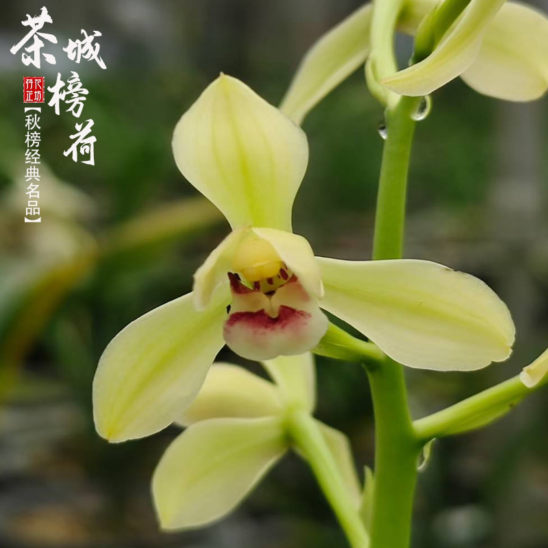 墨兰秋榜茶城榜荷秋季带花苞原生老种经典荷仙瓣浓香国兰花苗阳台
