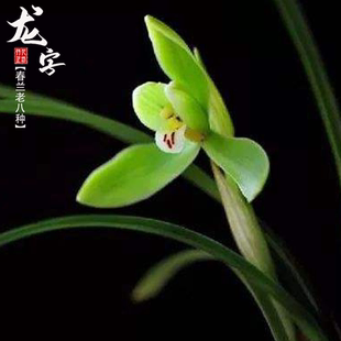 春兰老八种龙字秋冬带花苞老种浓香名贵兰花苗室内阳台喜阴花盆栽