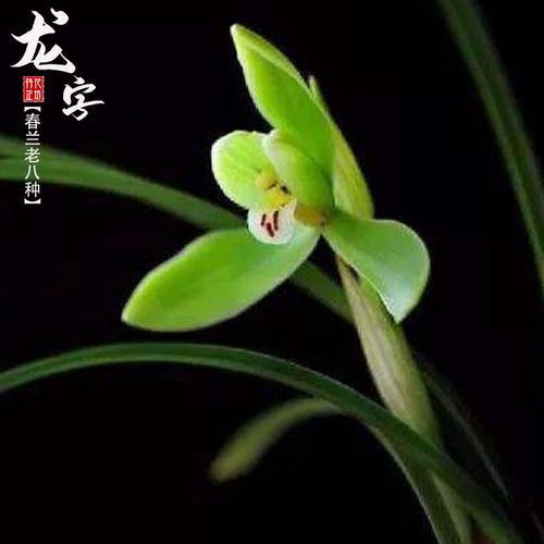 春兰老八种龙字带花苞浓香喜阴花