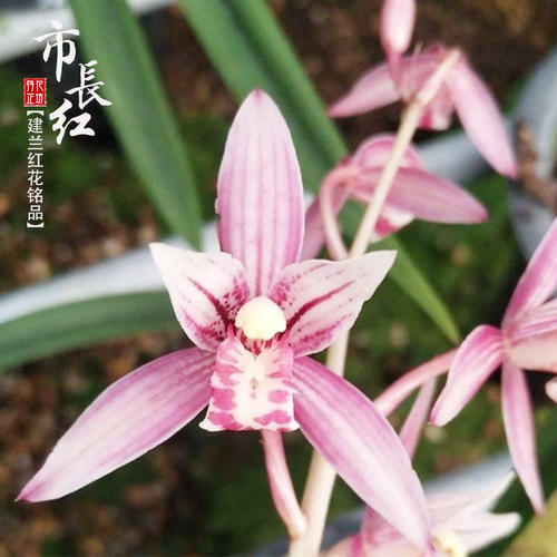 建兰八大红花市长红夏秋带花苞香