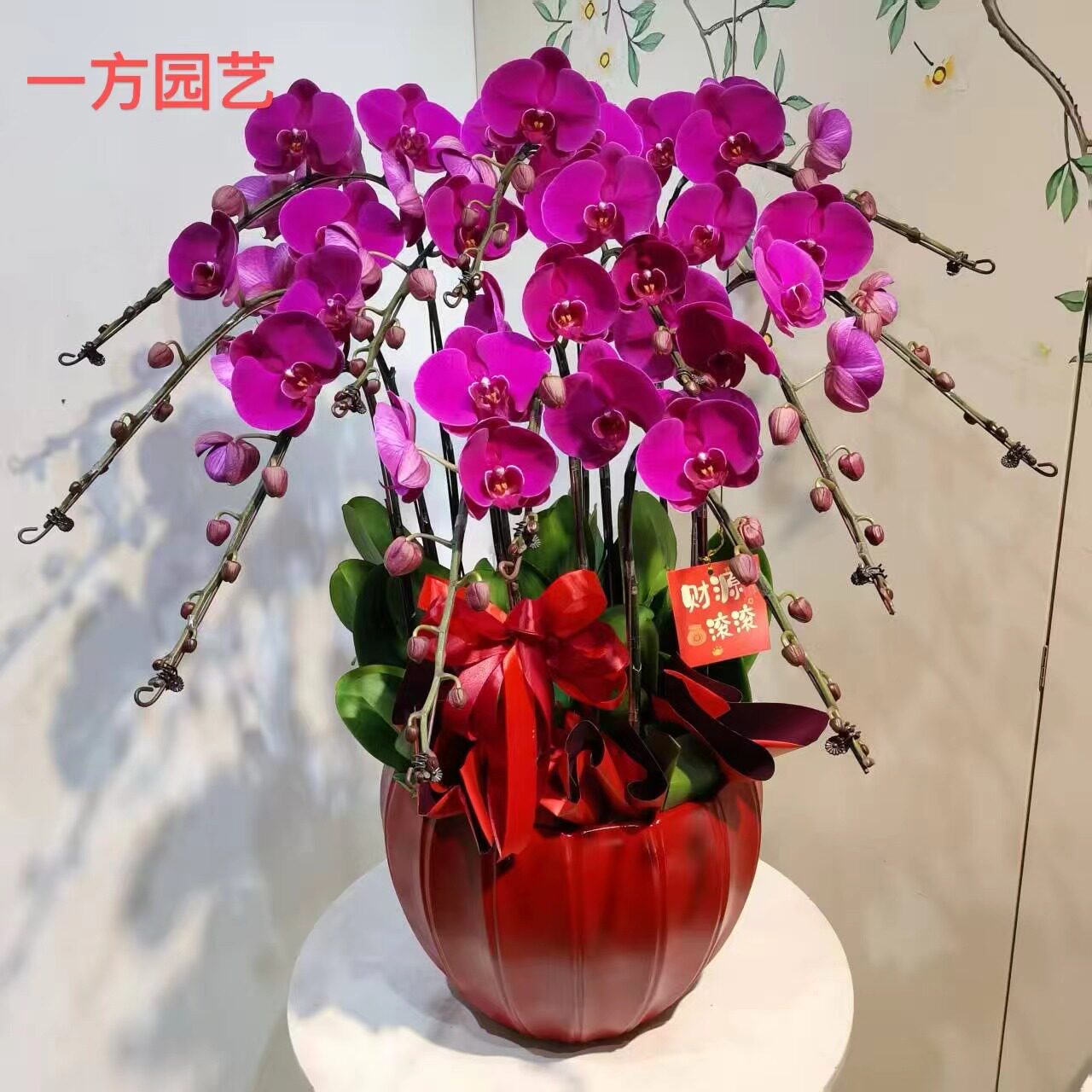 蝴蝶兰乔迁开业送礼
