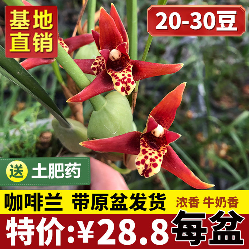 兰花苗香水咖啡兰养室内绿植盆栽