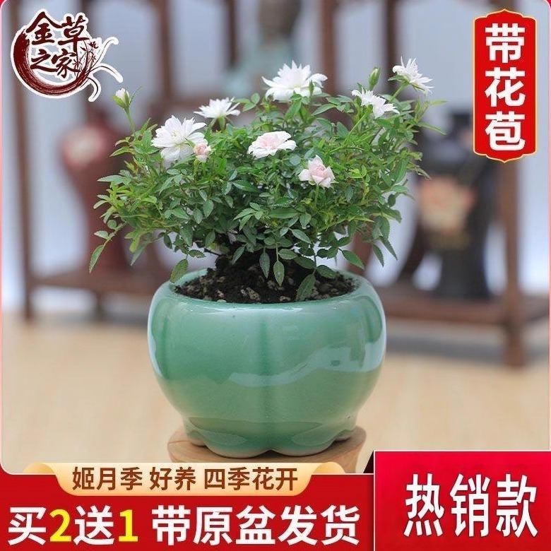 日本微型阳台绿植桌面盆景姬月季