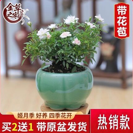 姬月季日本姬微型盆栽室内阳台绿植桌面盆景四季来花小月季带花苞