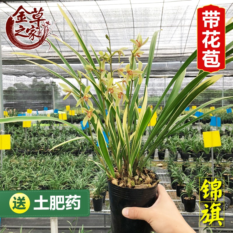 精品兰花苗锦旗正品老种建兰大凤素四季兰金边叶艺带花苞花卉盆栽