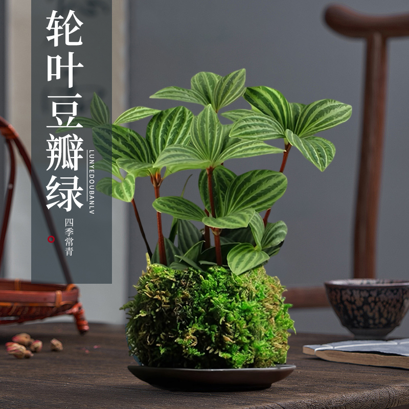 轮叶豆瓣绿苔藓球室内盆栽绿植