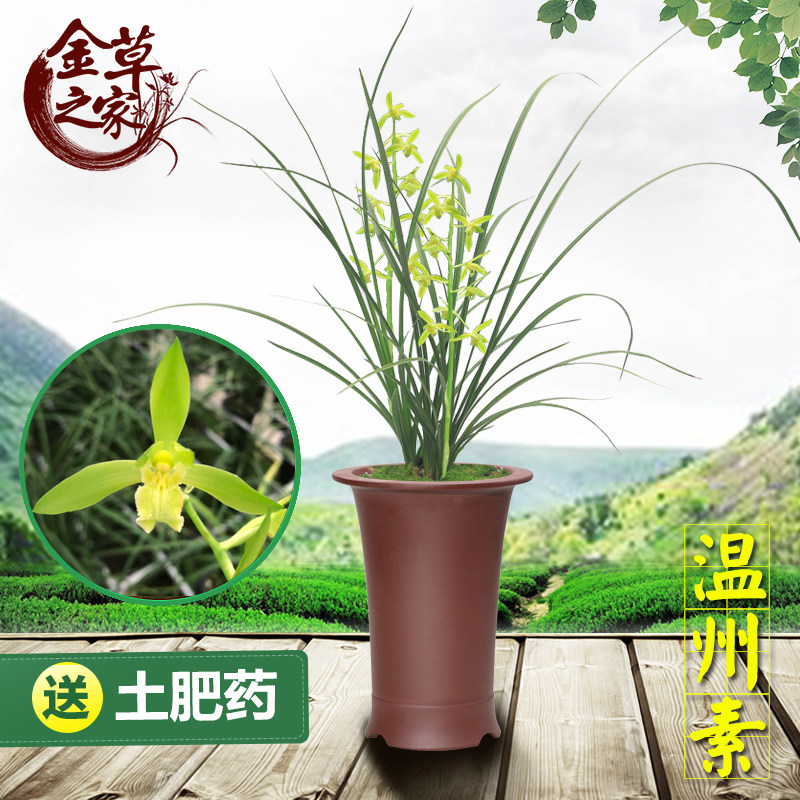 兰花苗 温州素 蕙兰名品传统素心浓香老种好养花卉 冬季带花苞