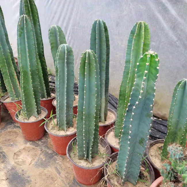 多肉植物仙人掌将军柱将军阁仙人柱 量天尺仙人树沙漠造景虎头山